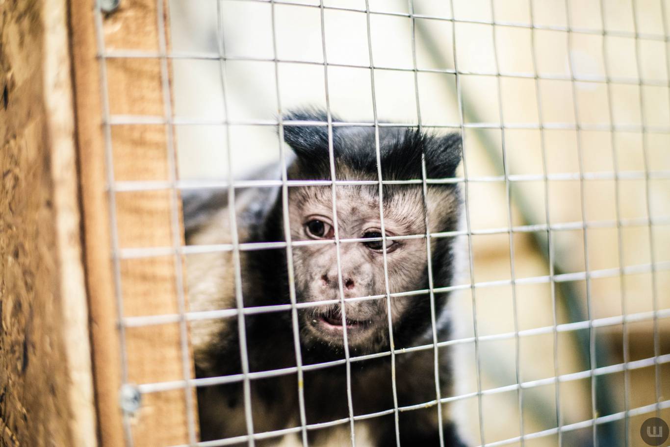 Zoo Світ контактна виставка мавпочок та їх друзів у Хмельницькому