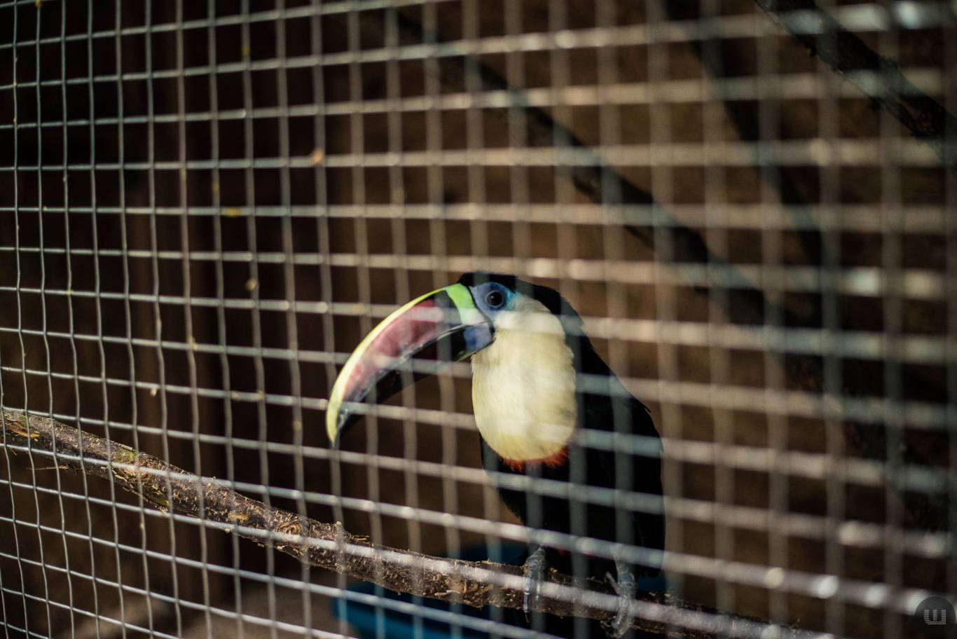 Zoo Світ контактна виставка мавпочок та їх друзів у Хмельницькому