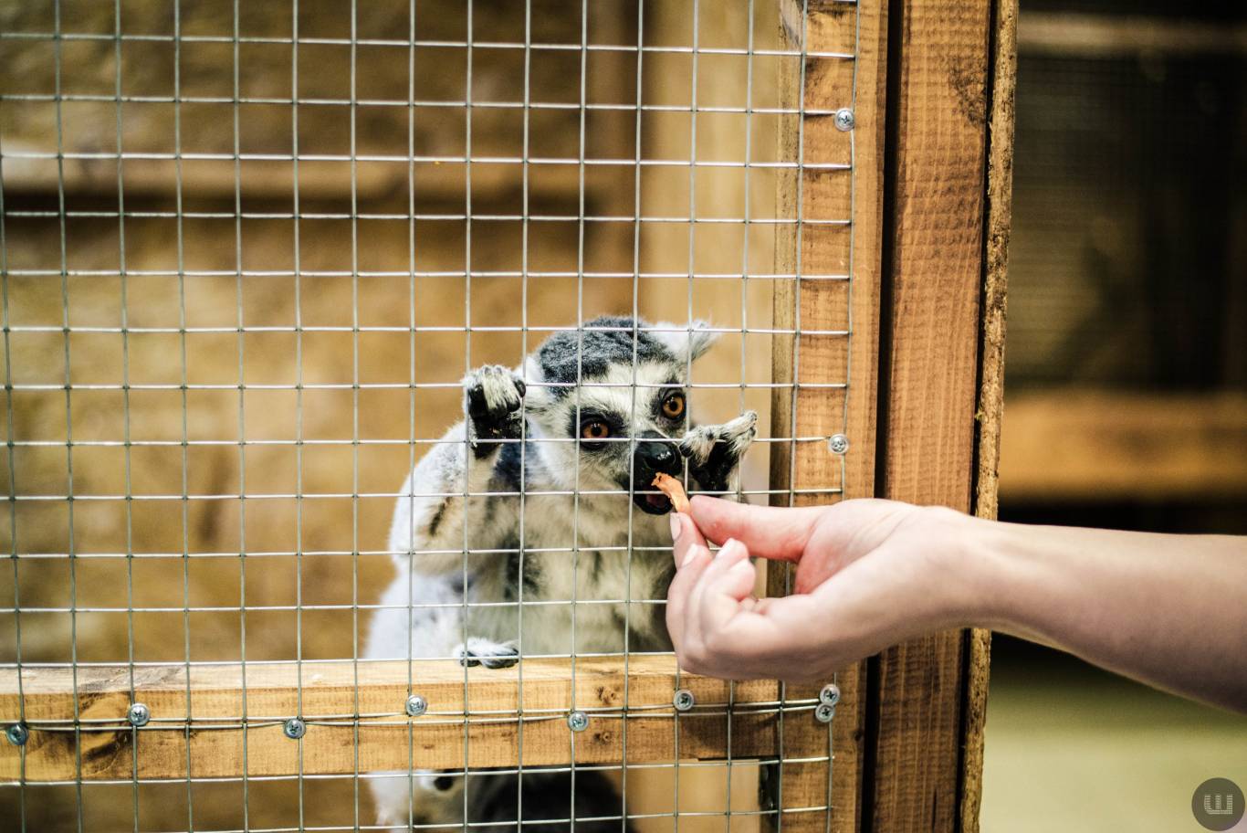 Zoo Світ контактна виставка мавпочок та їх друзів у Хмельницькому