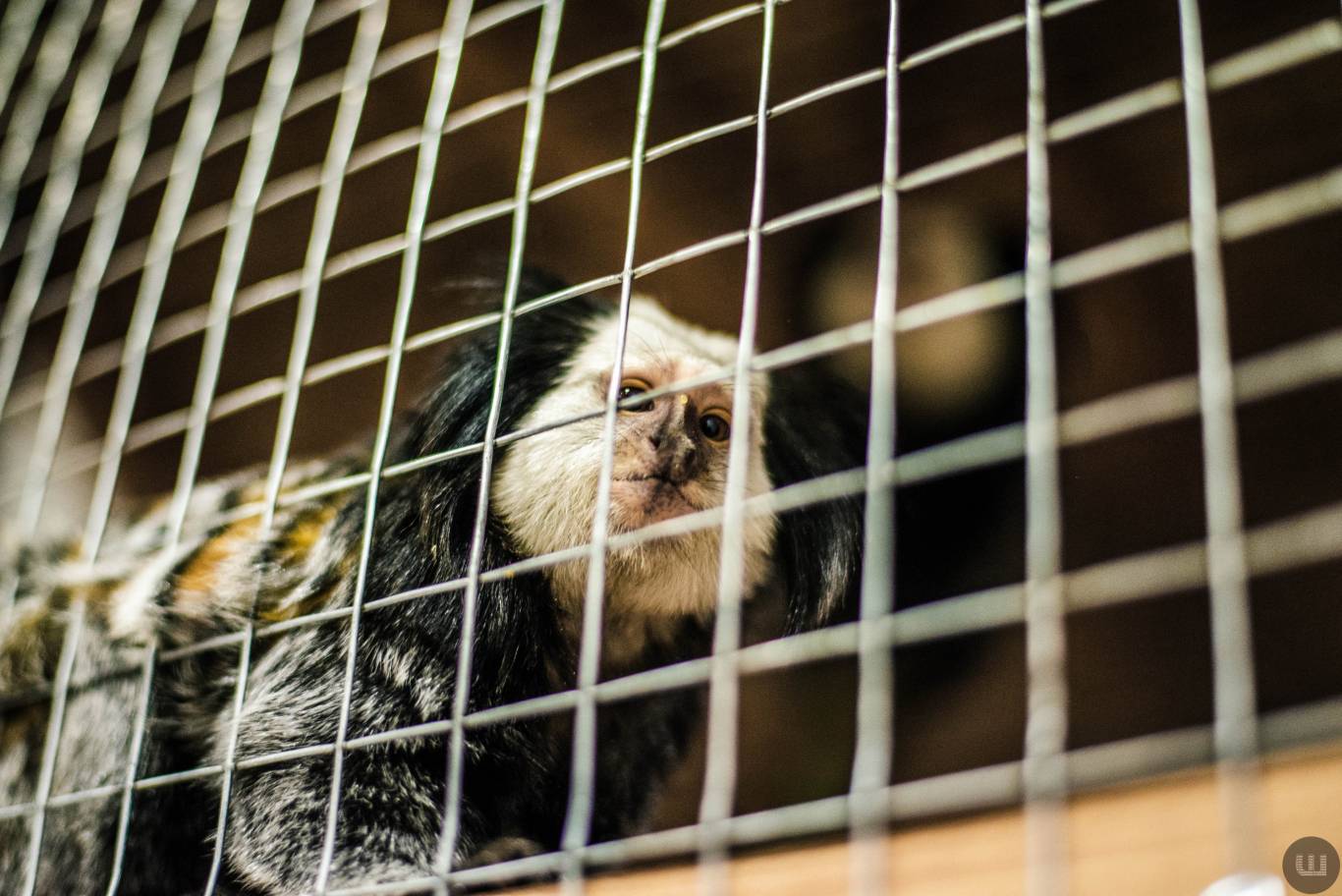 Zoo Світ контактна виставка мавпочок та їх друзів у Хмельницькому