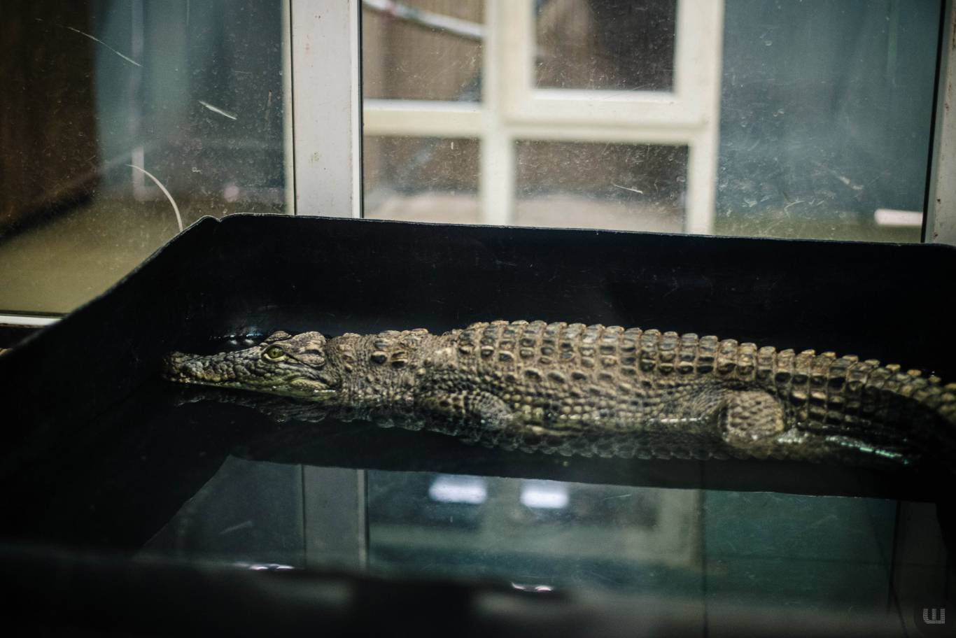 Zoo Світ контактна виставка мавпочок та їх друзів у Хмельницькому