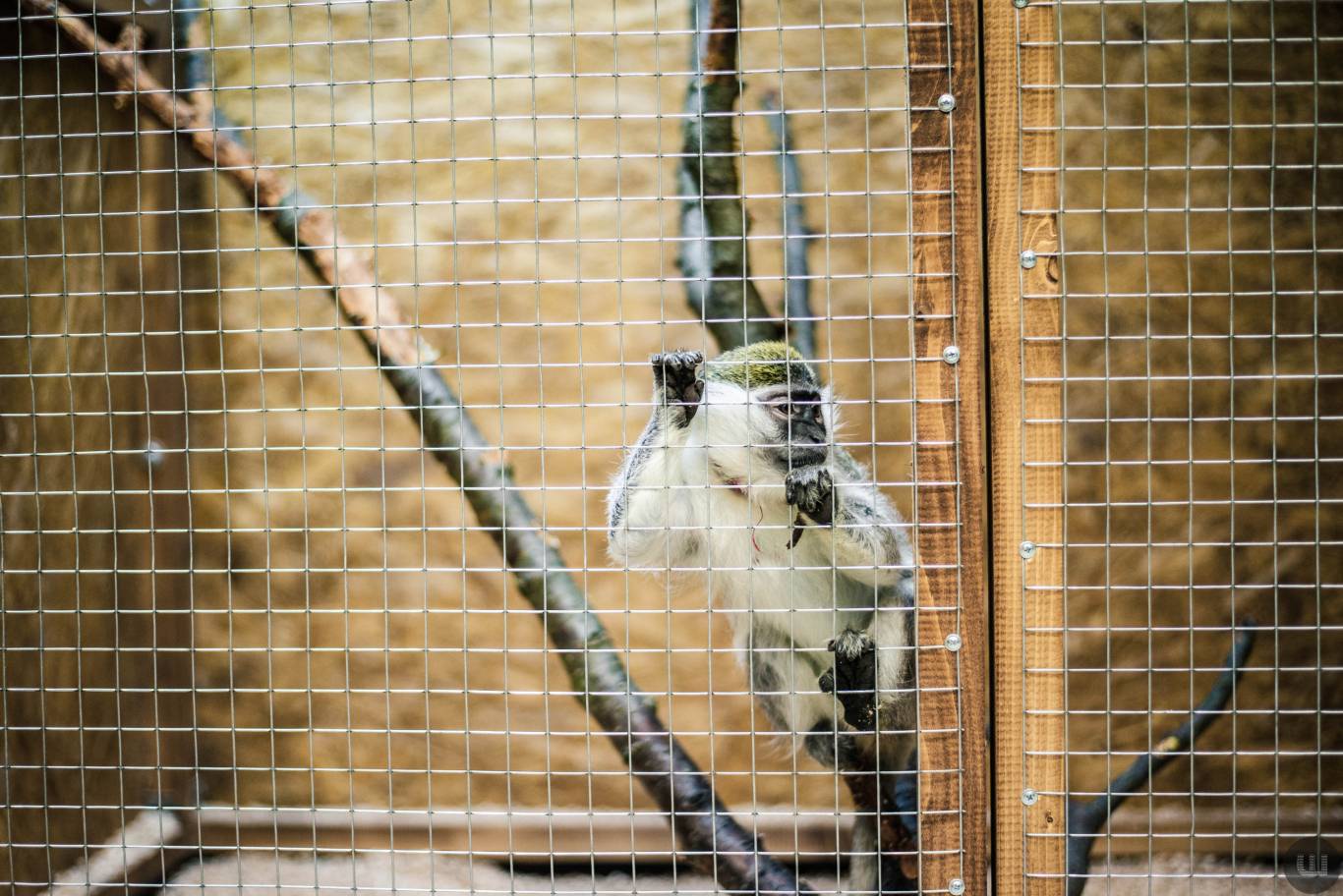 Zoo Світ контактна виставка мавпочок та їх друзів у Хмельницькому