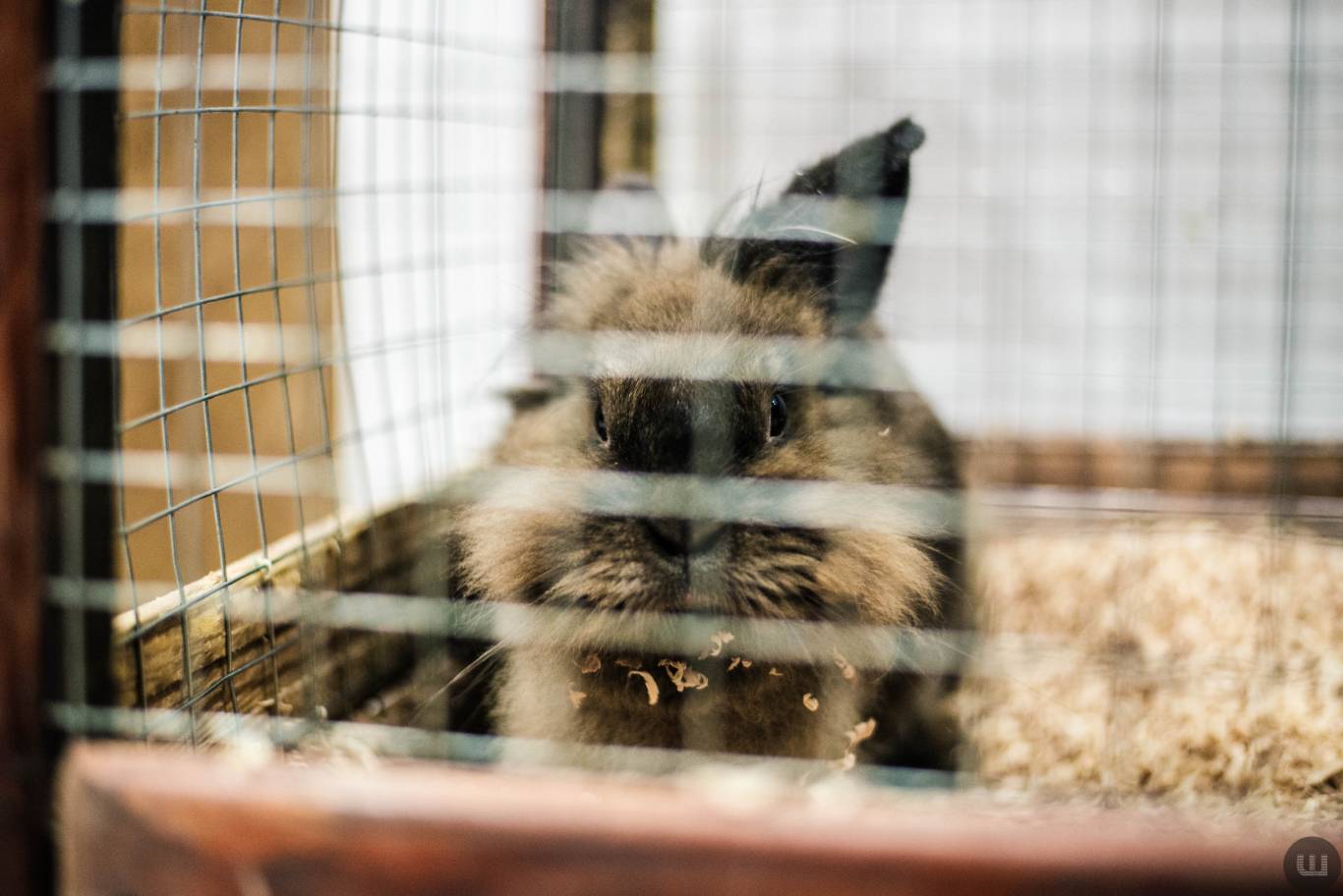 Zoo Світ контактна виставка мавпочок та їх друзів у Хмельницькому