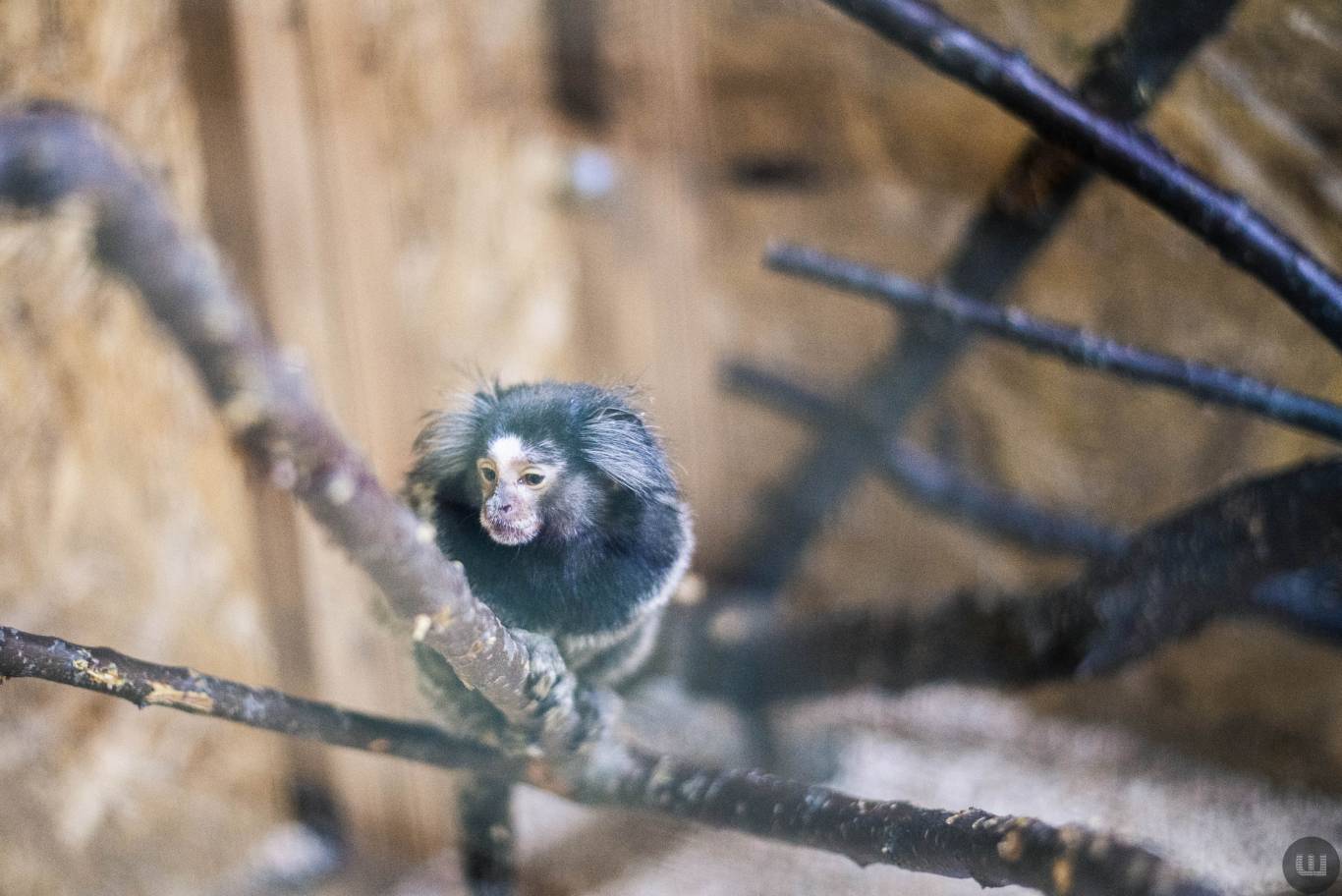 Zoo Світ контактна виставка мавпочок та їх друзів у Хмельницькому