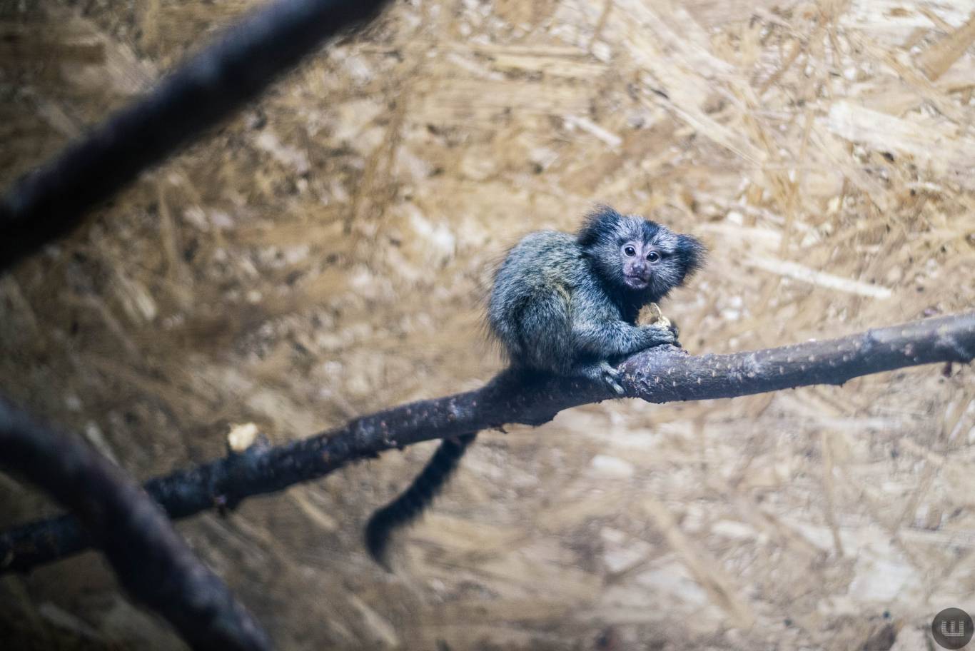 Zoo Світ контактна виставка мавпочок та їх друзів у Хмельницькому