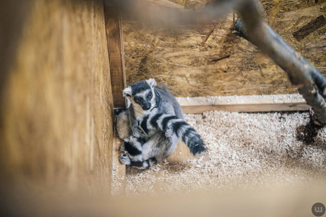 Zoo Світ контактна виставка мавпочок та їх друзів у Хмельницькому