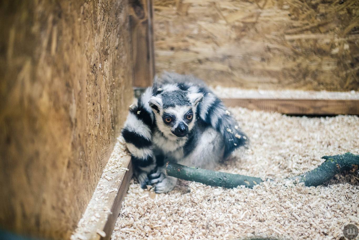 Zoo Світ контактна виставка мавпочок та їх друзів у Хмельницькому