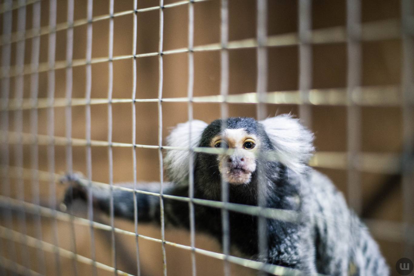 Zoo Світ контактна виставка мавпочок та їх друзів у Хмельницькому