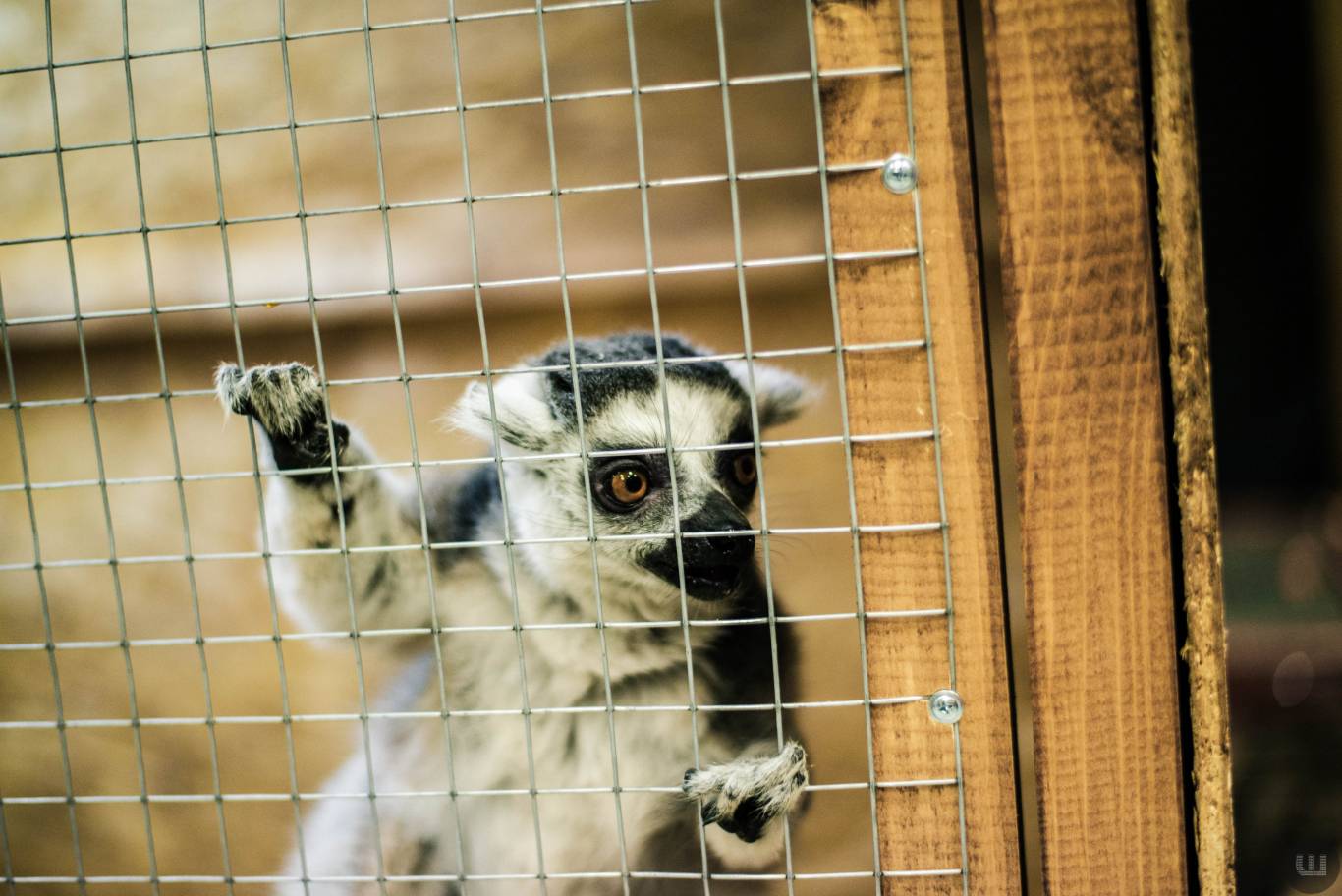 Zoo Світ контактна виставка мавпочок та їх друзів у Хмельницькому