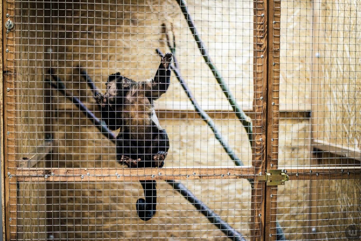 Zoo Світ контактна виставка мавпочок та їх друзів у Хмельницькому