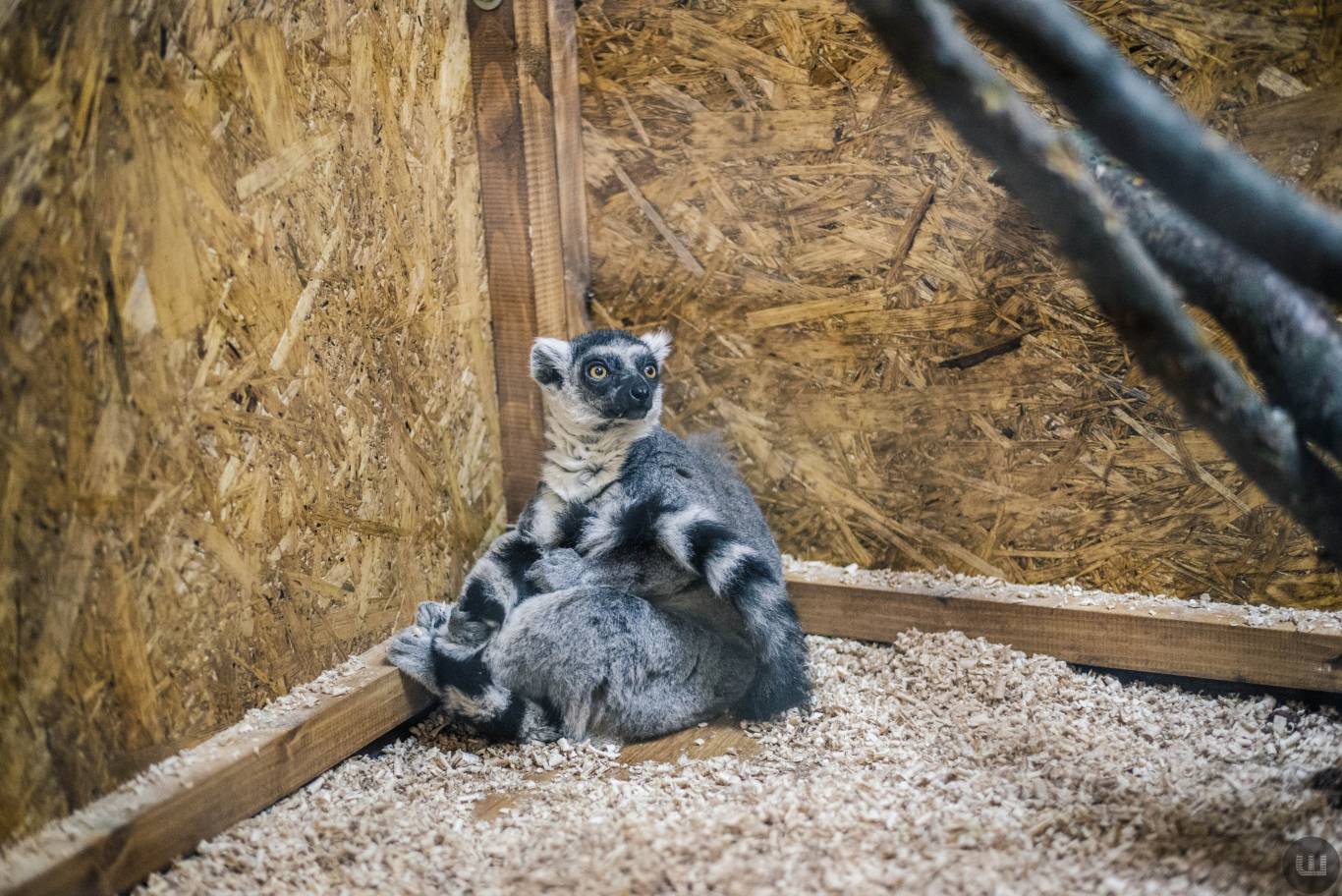 Zoo Світ контактна виставка мавпочок та їх друзів у Хмельницькому