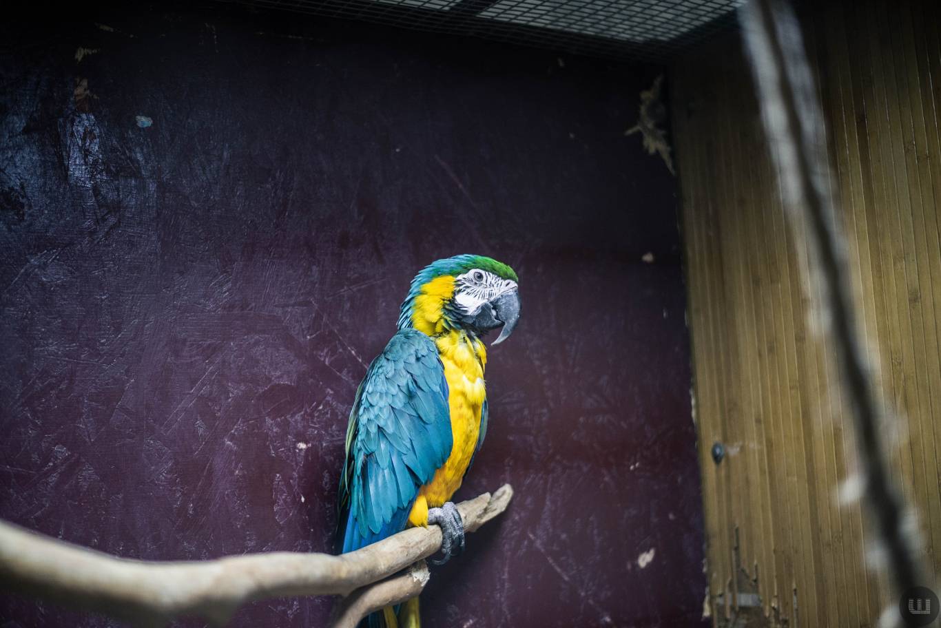 Zoo Світ контактна виставка мавпочок та їх друзів у Хмельницькому