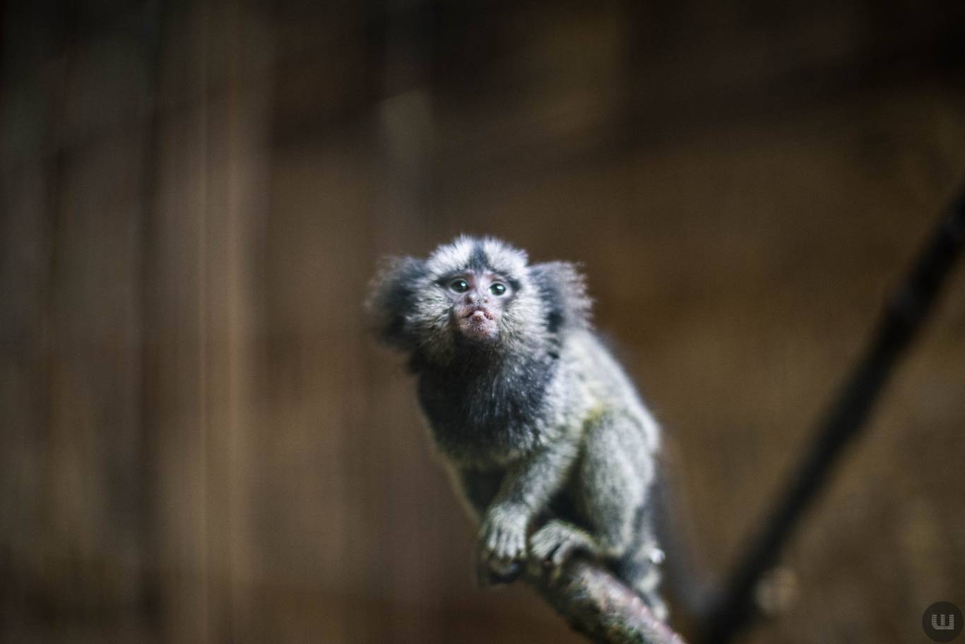 Zoo Світ контактна виставка мавпочок та їх друзів у Хмельницькому