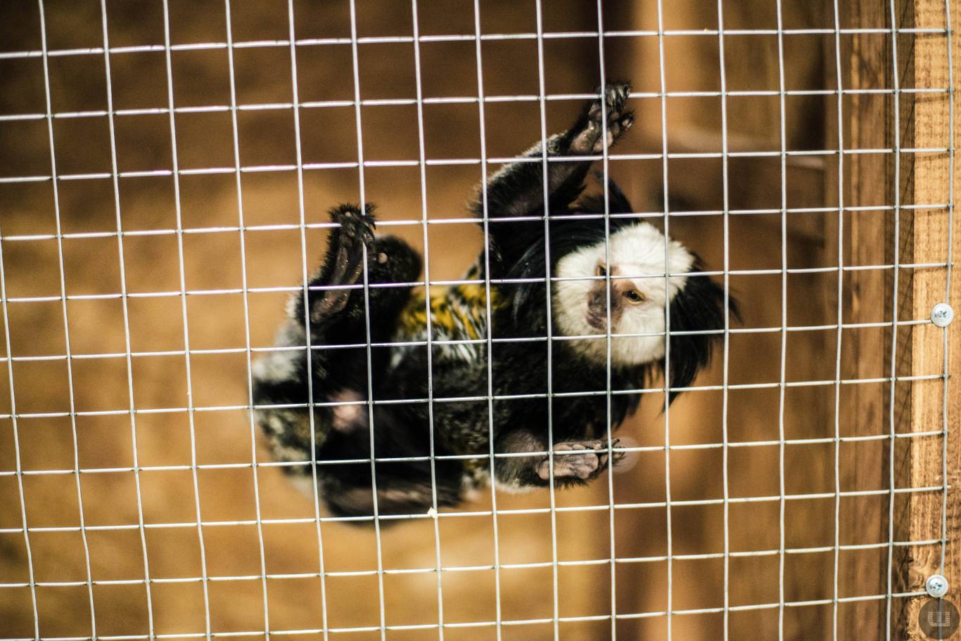 Zoo Світ контактна виставка мавпочок та їх друзів у Хмельницькому