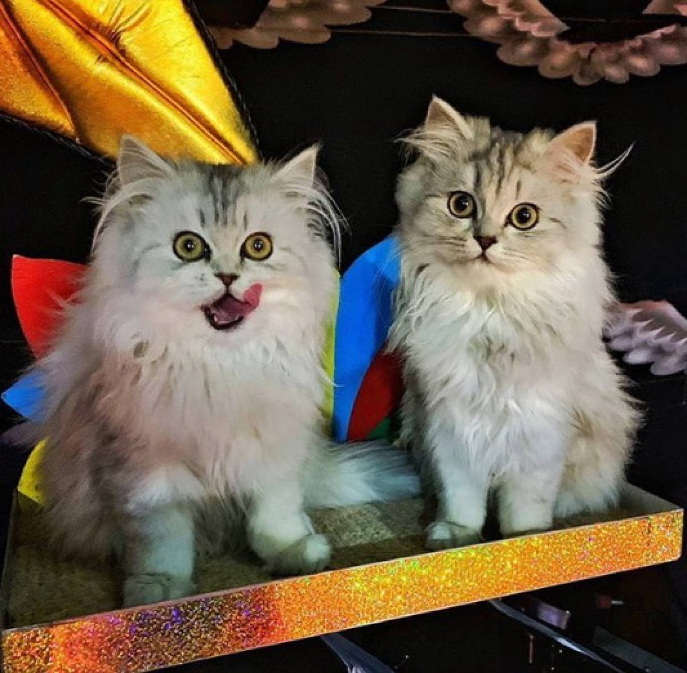 Театр котів Куклачова у Вінниці! Шоу «Дмитро Куклачов. Я-клоун! або КОТОстройка»♦Розіграш квитків