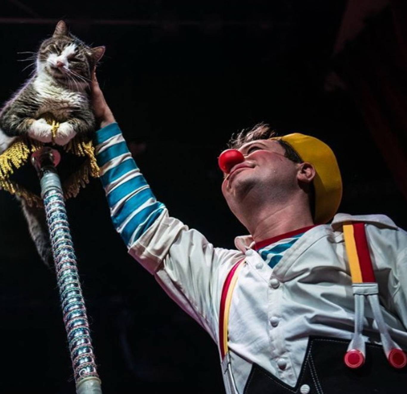 Театр котів Куклачова у Вінниці! Шоу «Дмитро Куклачов. Я-клоун! або КОТОстройка»♦Розіграш квитків