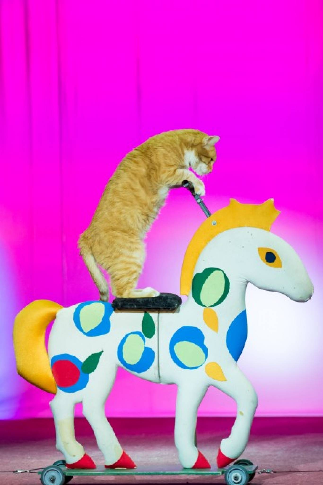 Театр котів Куклачова у Вінниці! Шоу «Дмитро Куклачов. Я-клоун! або КОТОстройка»♦Розіграш квитків