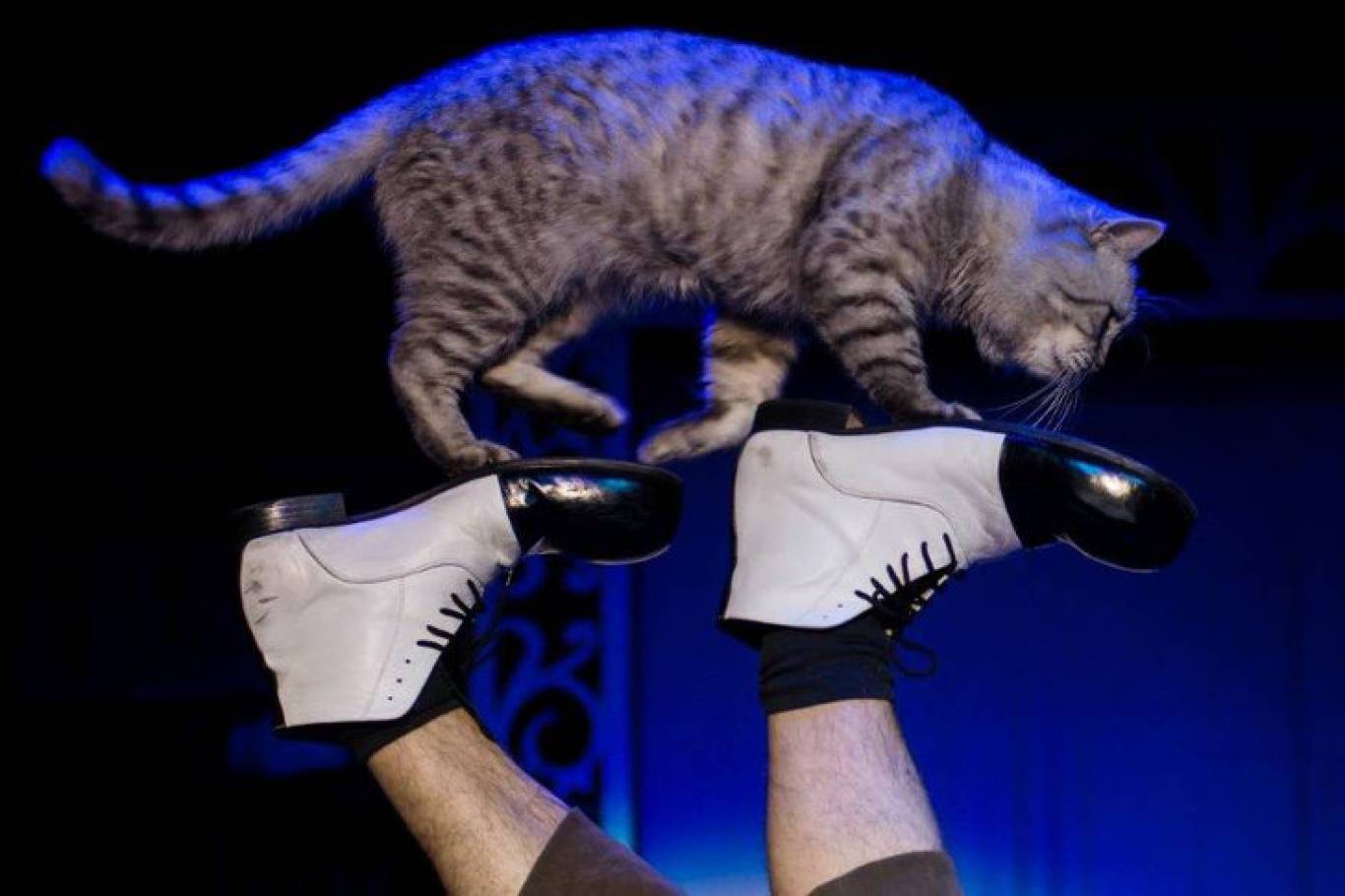 Театр котів Куклачова у Вінниці! Шоу «Дмитро Куклачов. Я-клоун! або КОТОстройка»♦Розіграш квитків