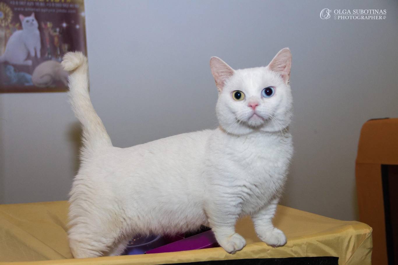 Международная выставка кошек в Киеве