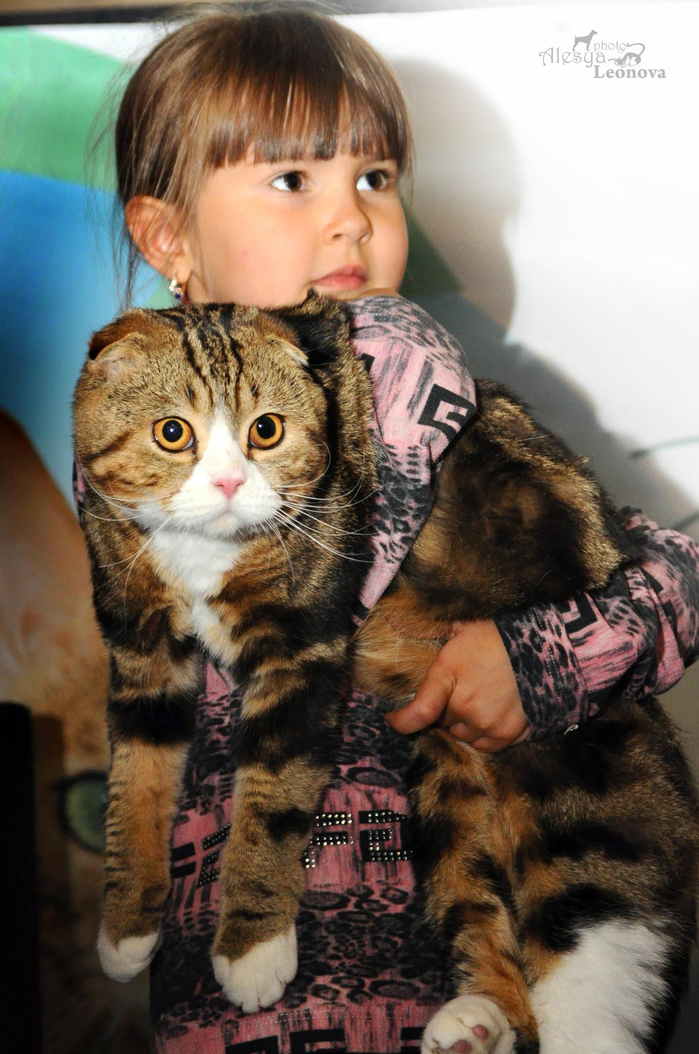 Международная выставка кошек в Киеве