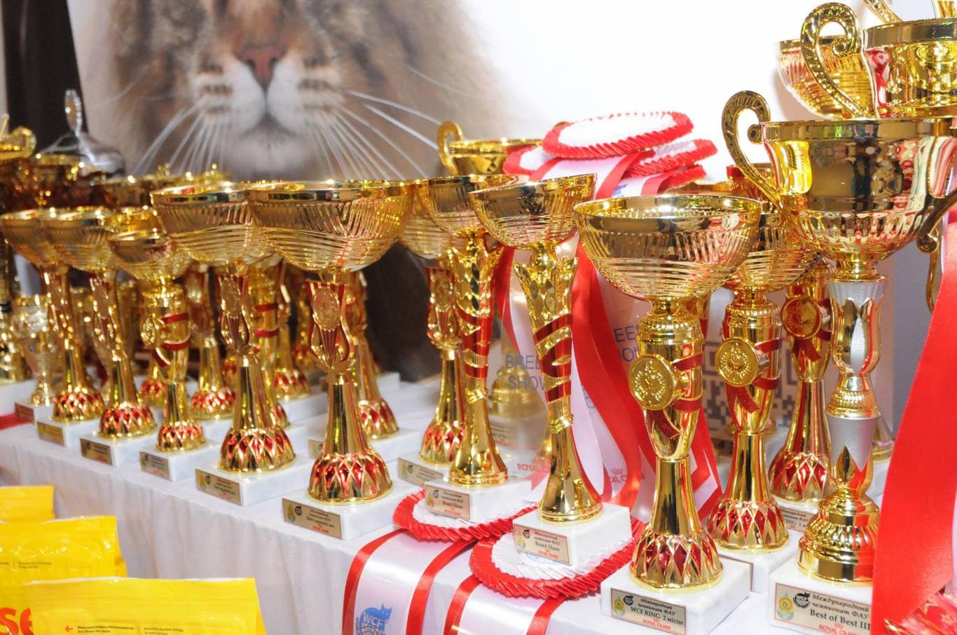 Международная выставка кошек в Киеве