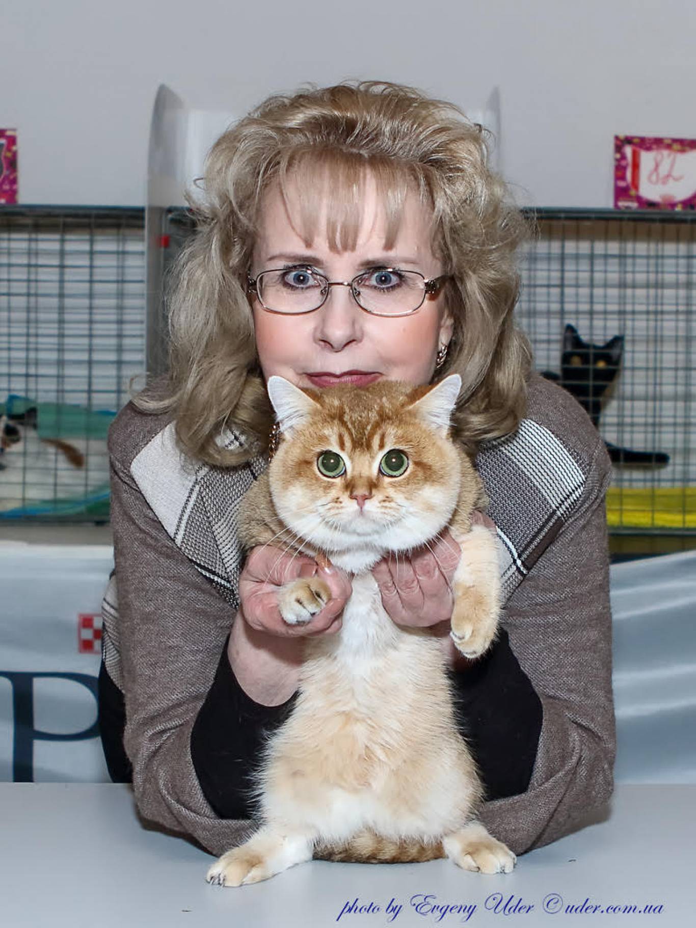 Международная выставка кошек в Киеве