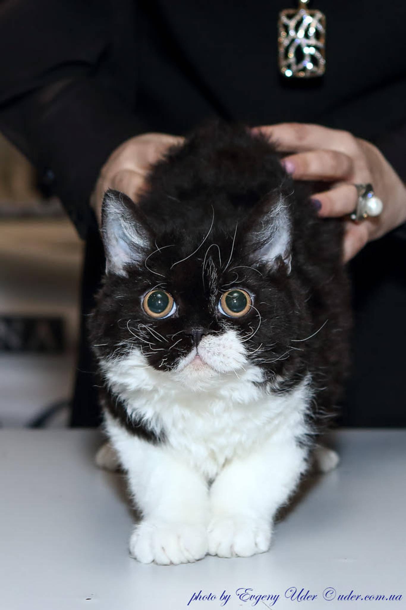 Международная выставка кошек в Киеве