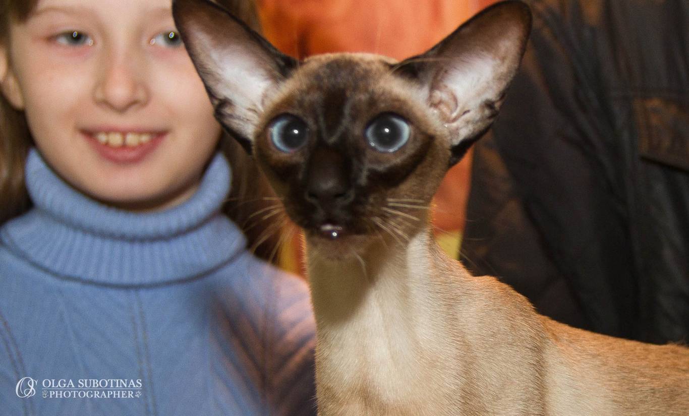 Международная выставка кошек в Киеве