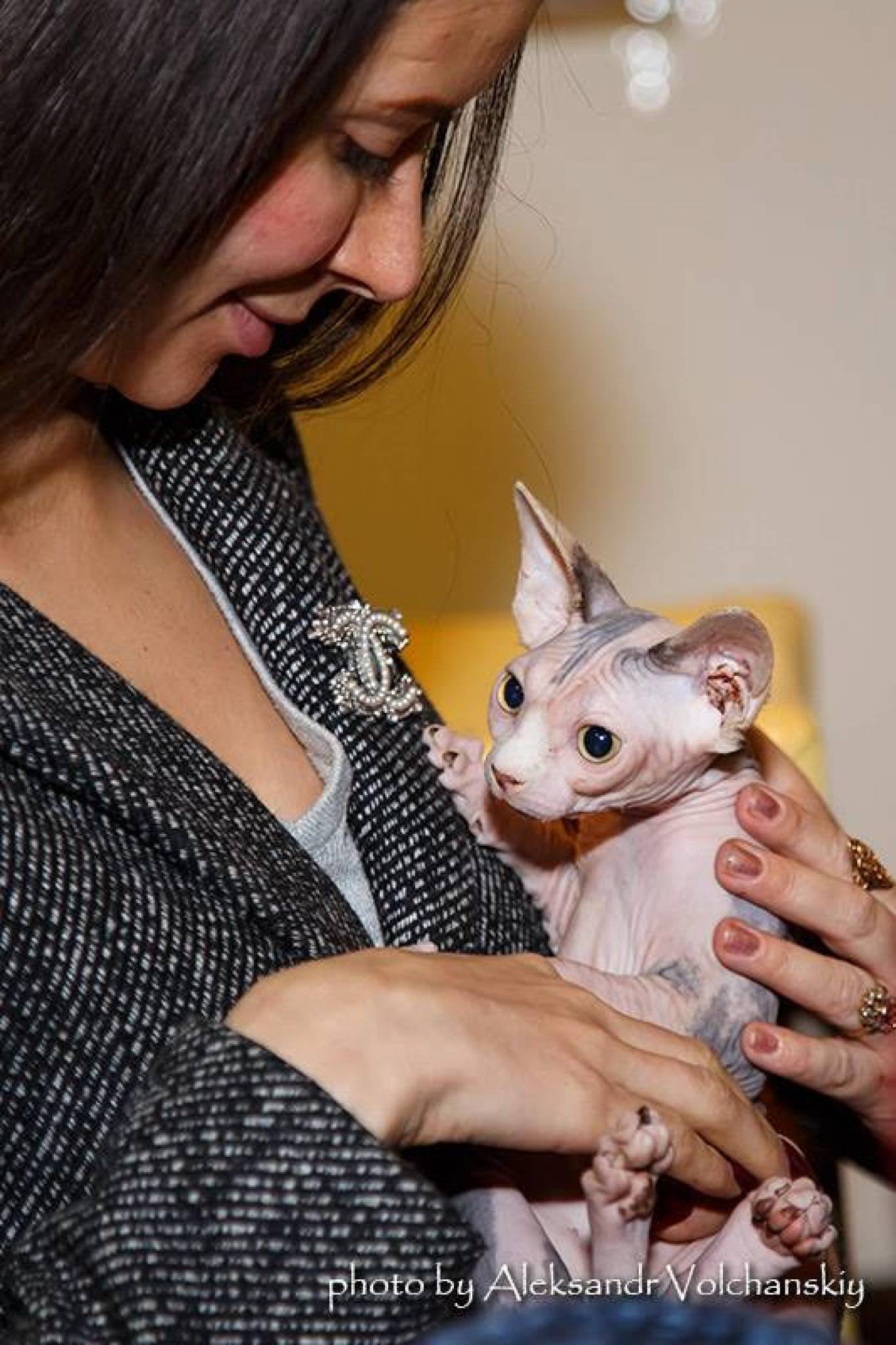 Международная выставка кошек в Киеве