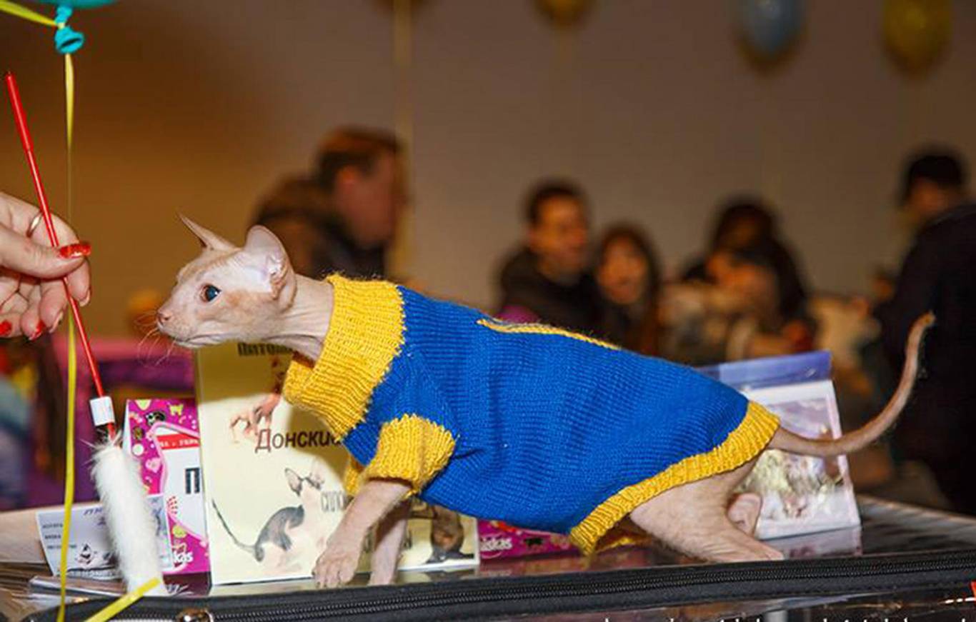 Международная выставка кошек в Киеве