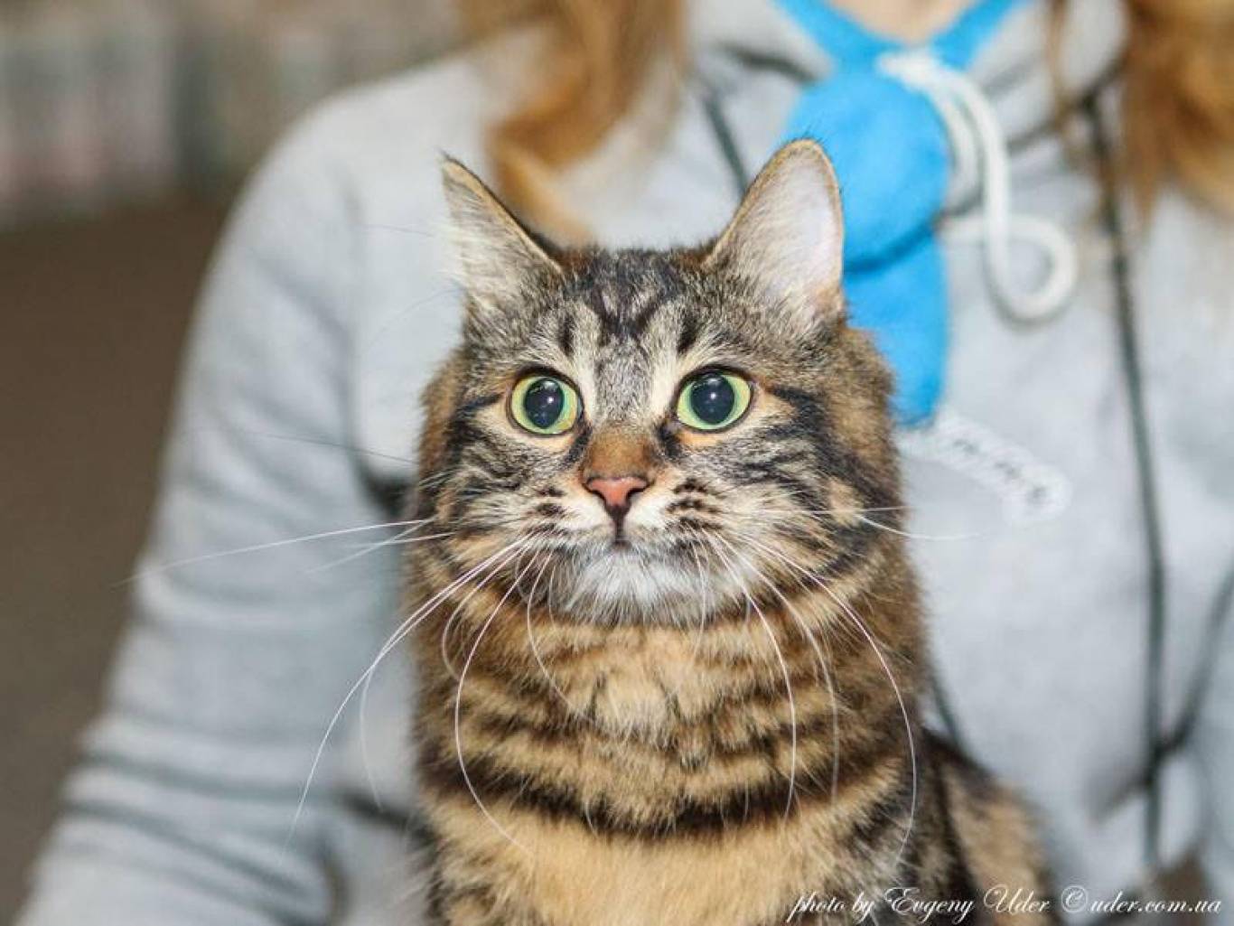 Международная выставка кошек в Киеве