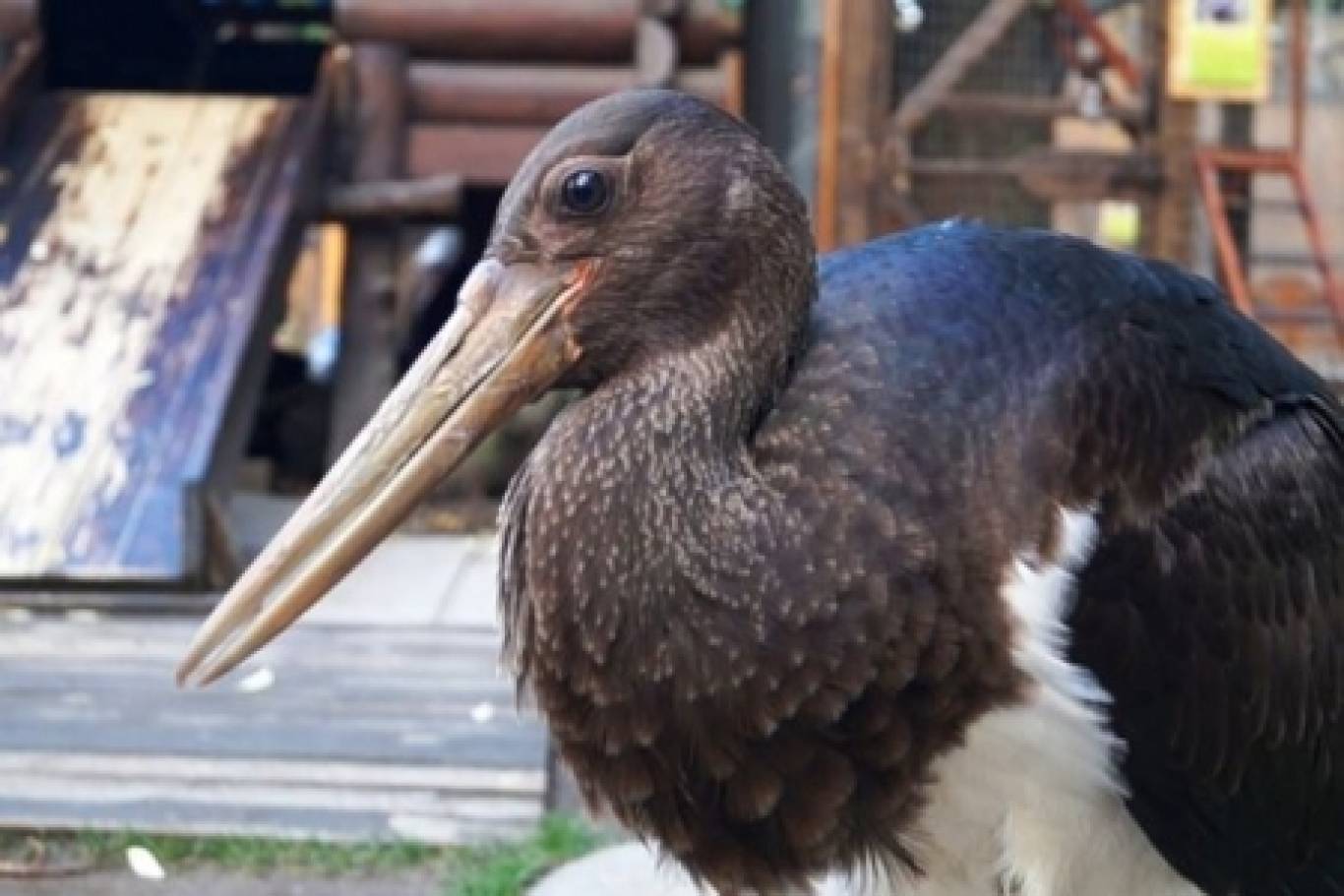 Розваги у Вінницькому зоо-дворику