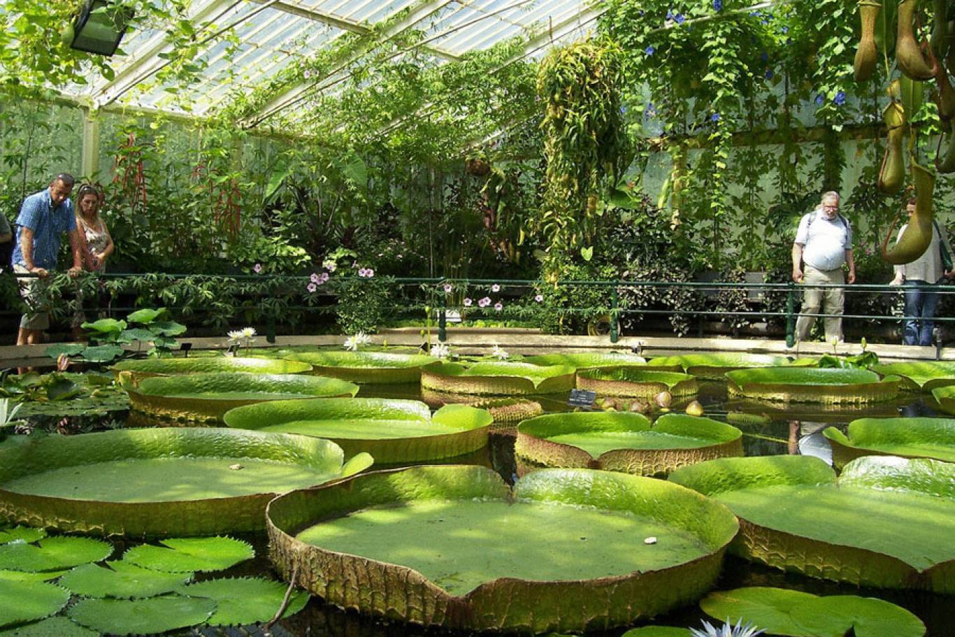 Ботанический сад Киев оранжерея
