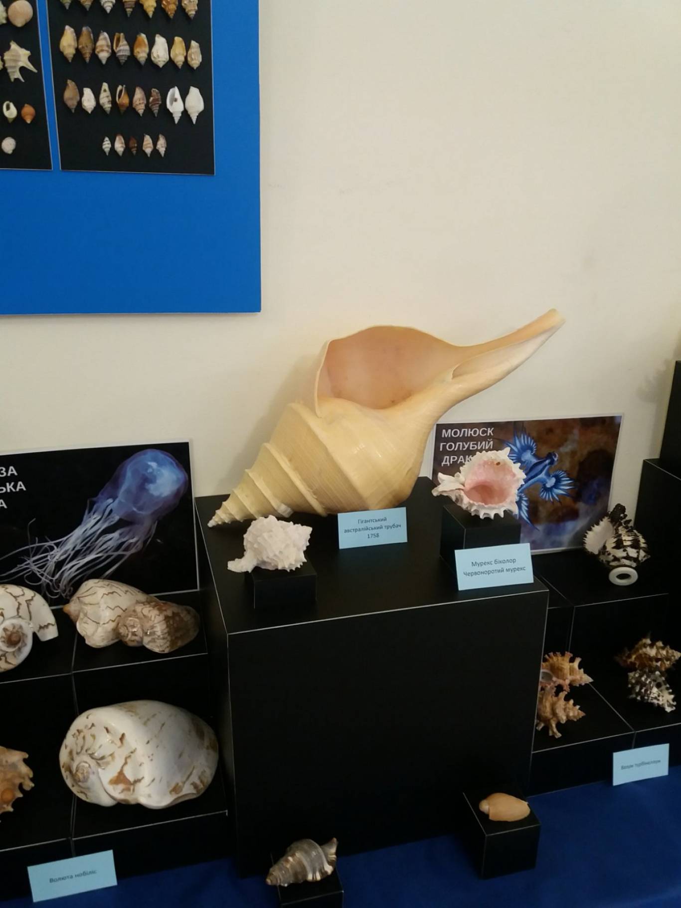 Виставка "Морські дива" у Кропивницькому