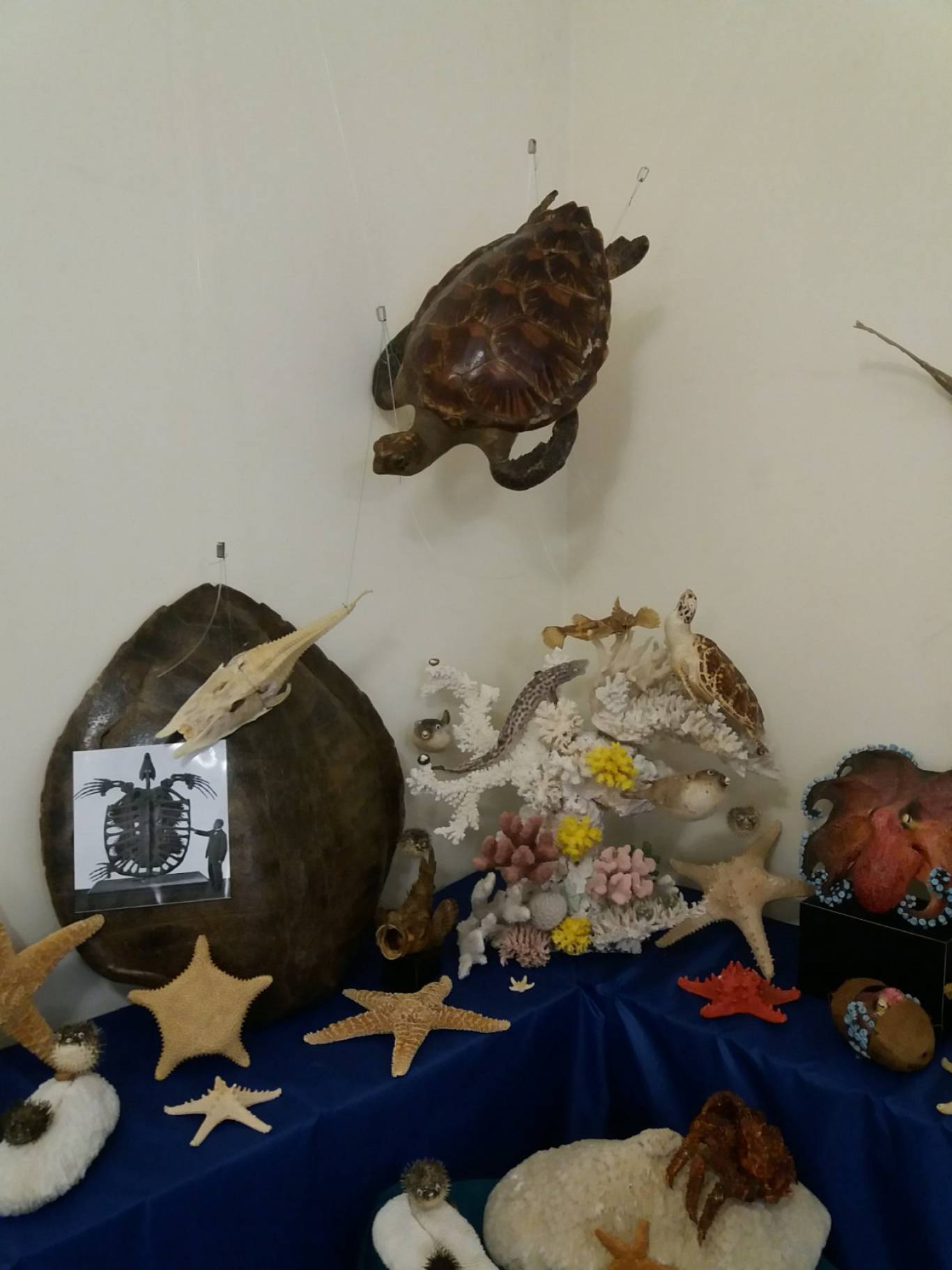 Виставка "Морські дива" у Кропивницькому