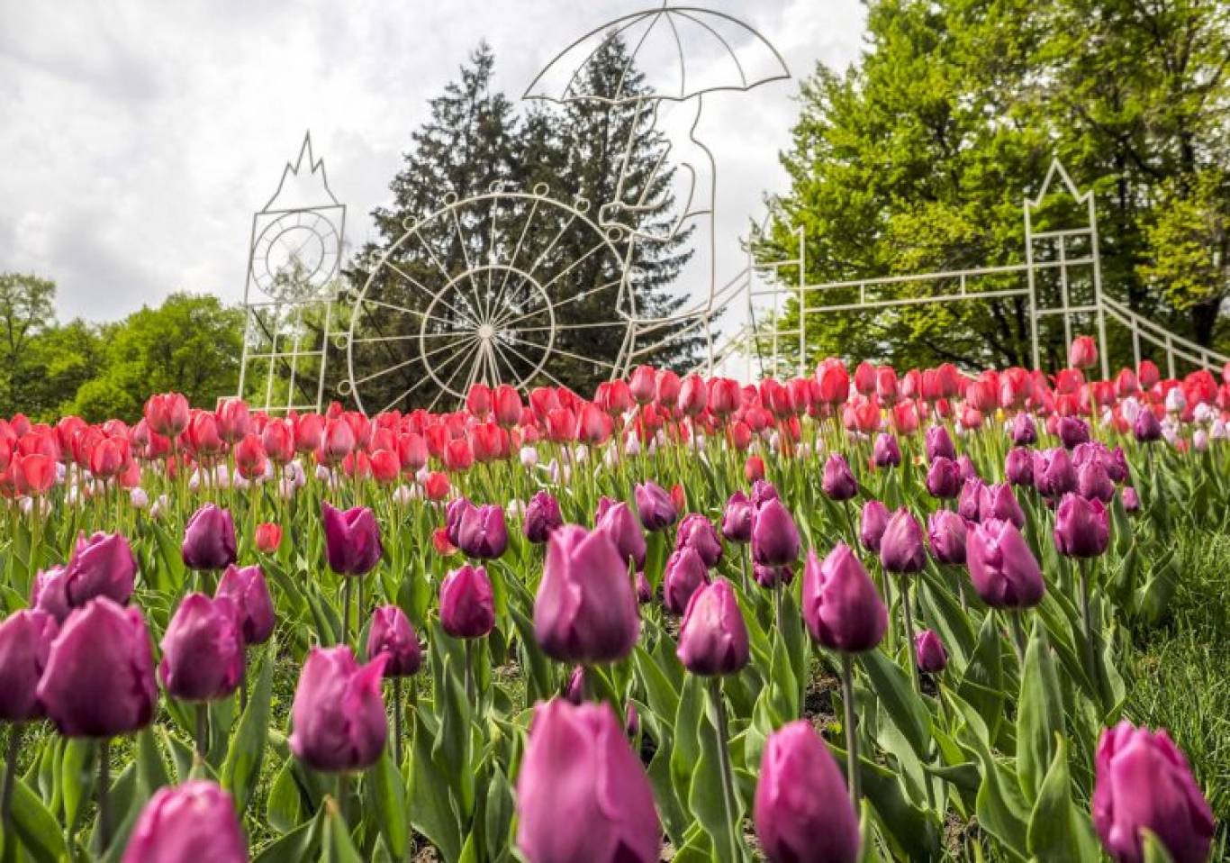 Фестиваль тюльпанів у Києві 22-04-2021 - Афіша Києва - moemisto.ua.