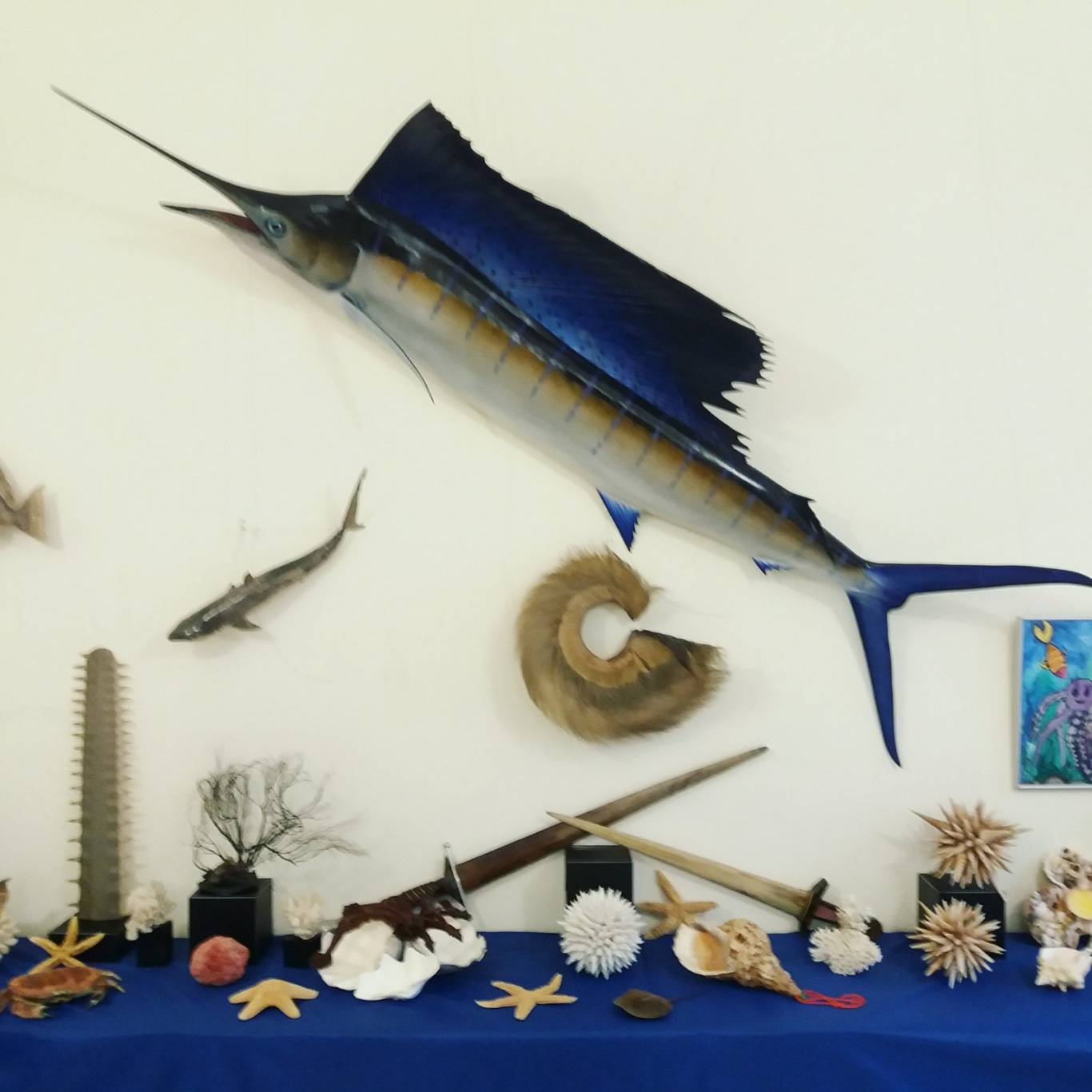 Виставка "Морські дива" у Кропивницькому