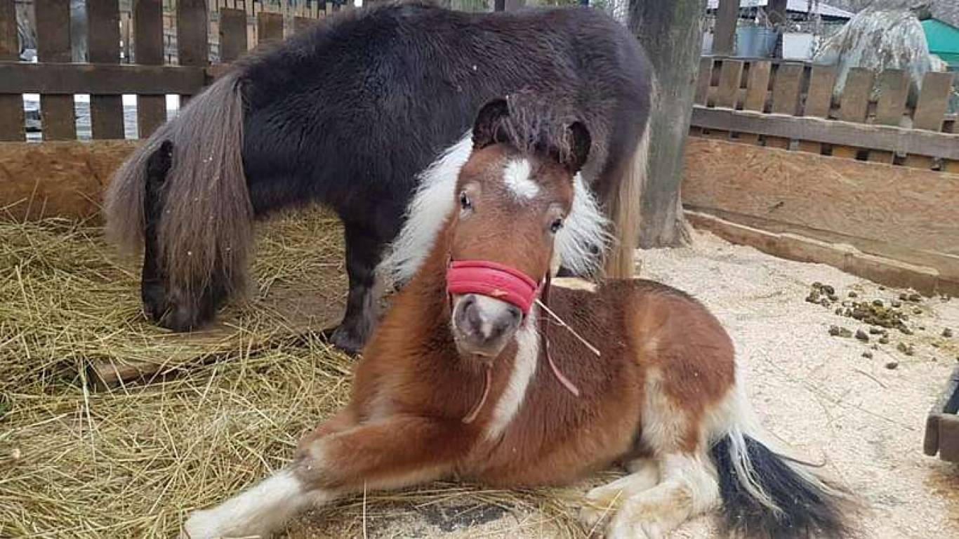 Розваги у Вінницькому зоо-дворику