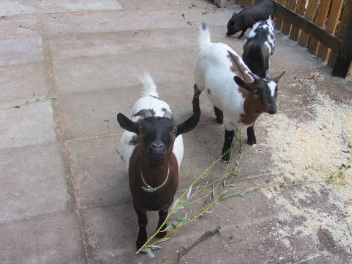 Розваги у Вінницькому зоо-дворику