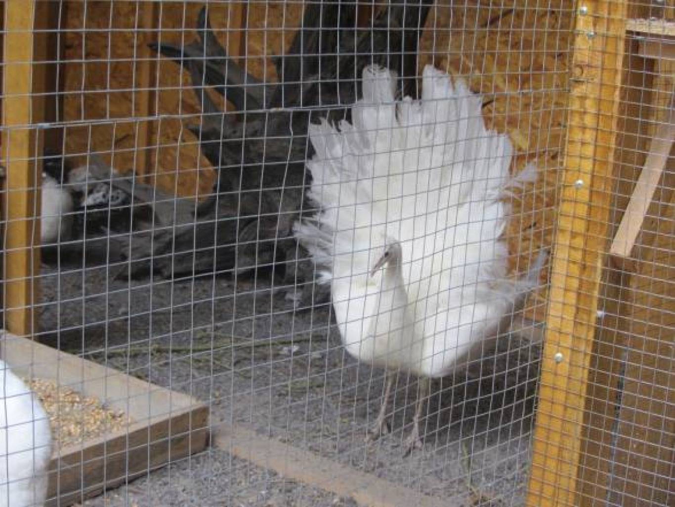 Розваги у Вінницькому зоо-дворику