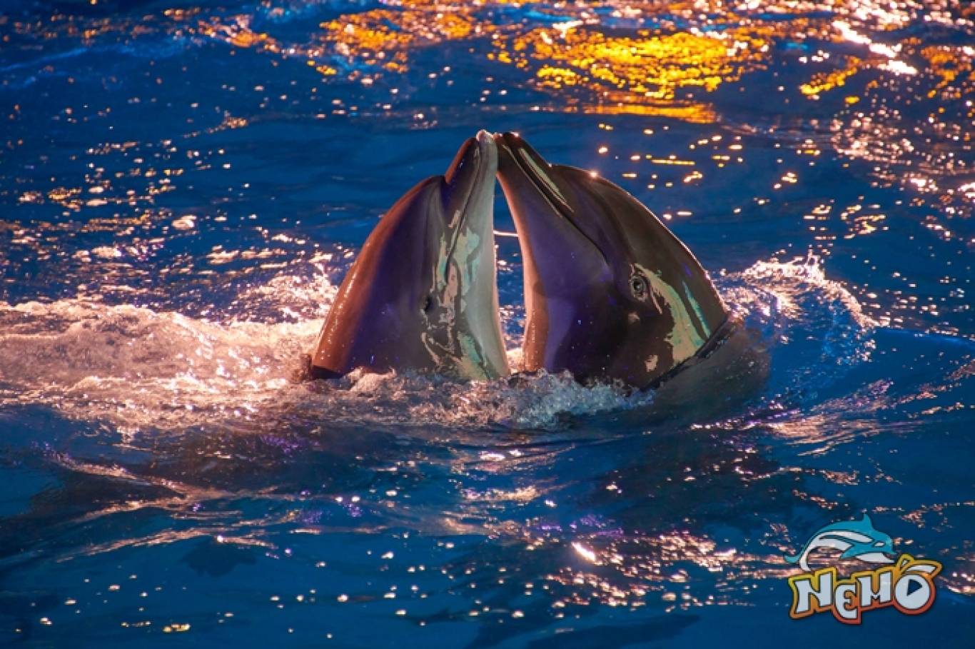 Дельфінарій Немо