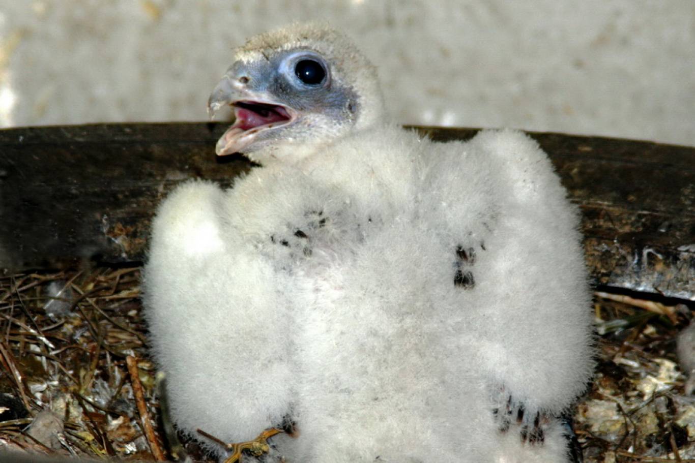 Одеський Зоопарк