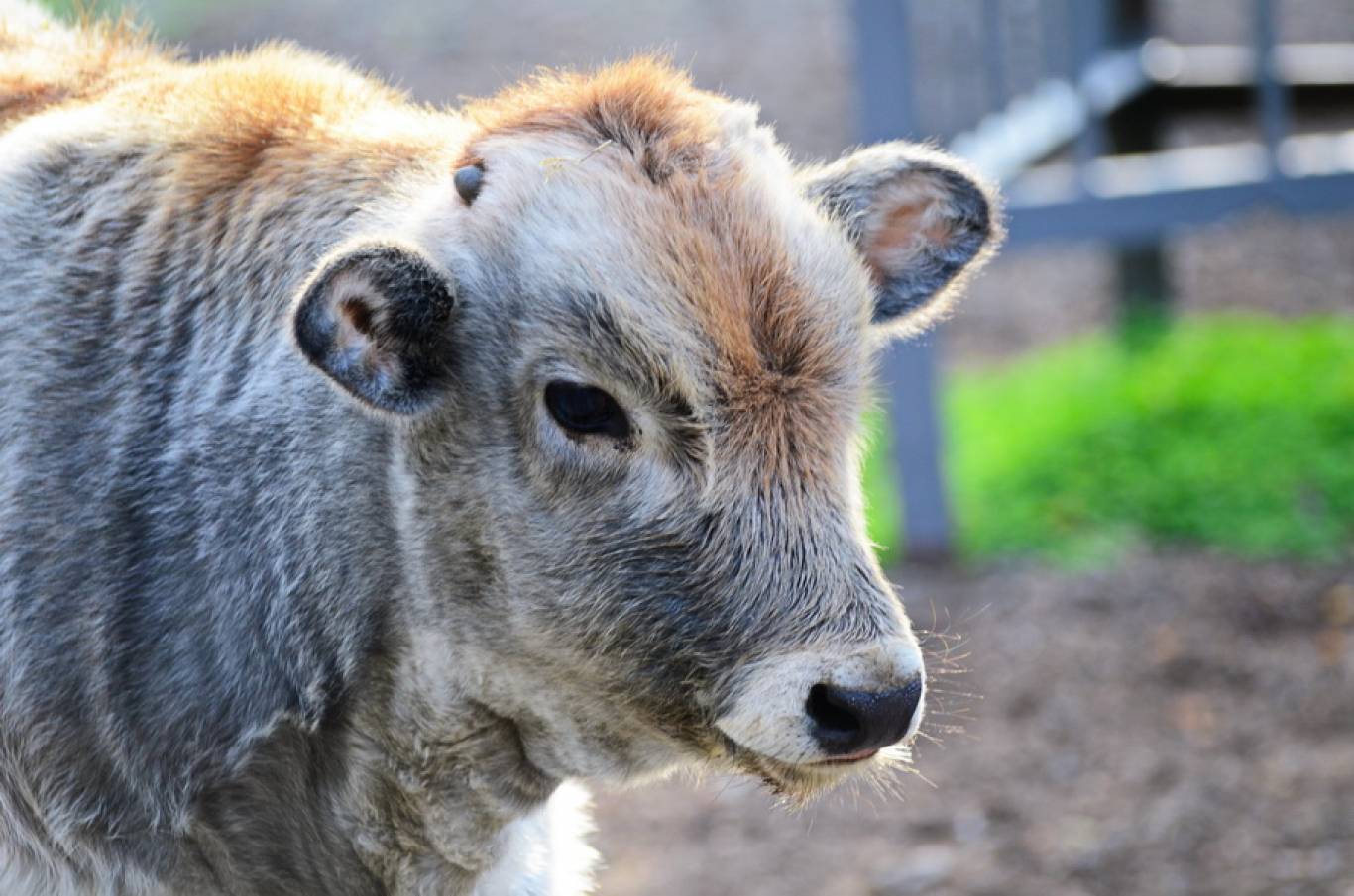 Одеський Зоопарк