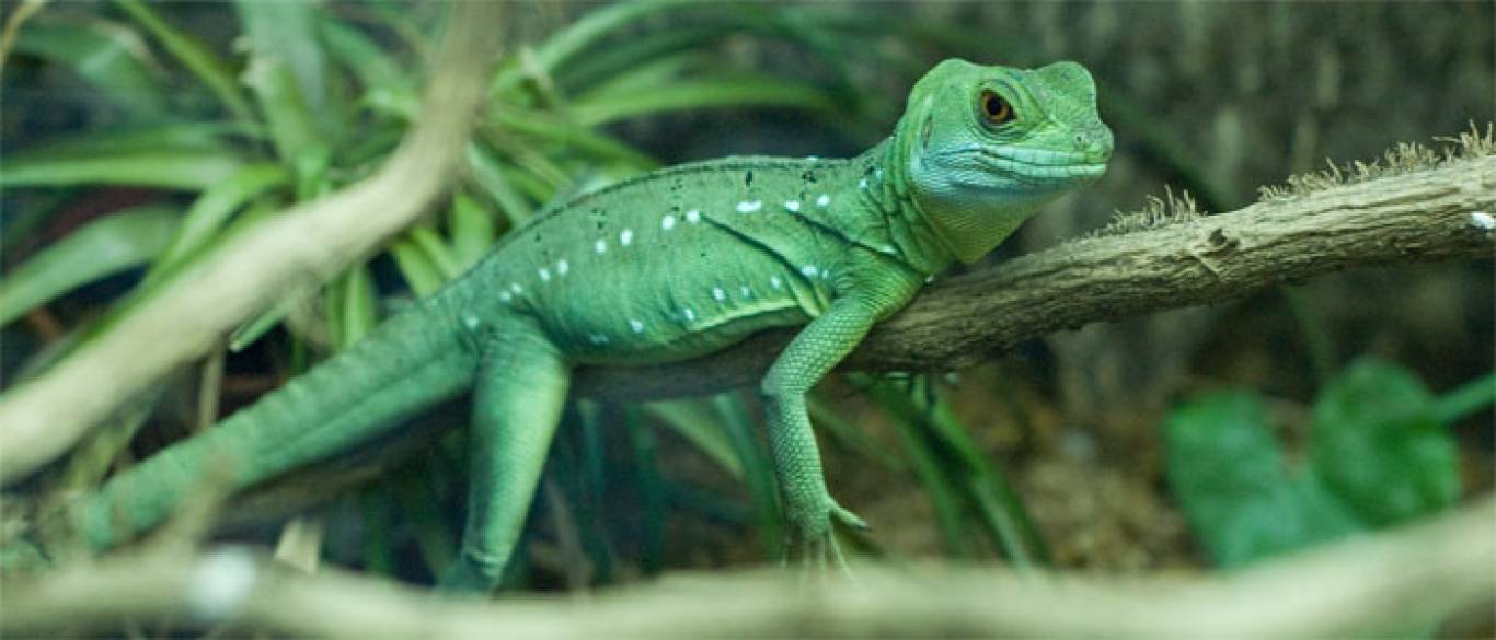 Одеський Зоопарк