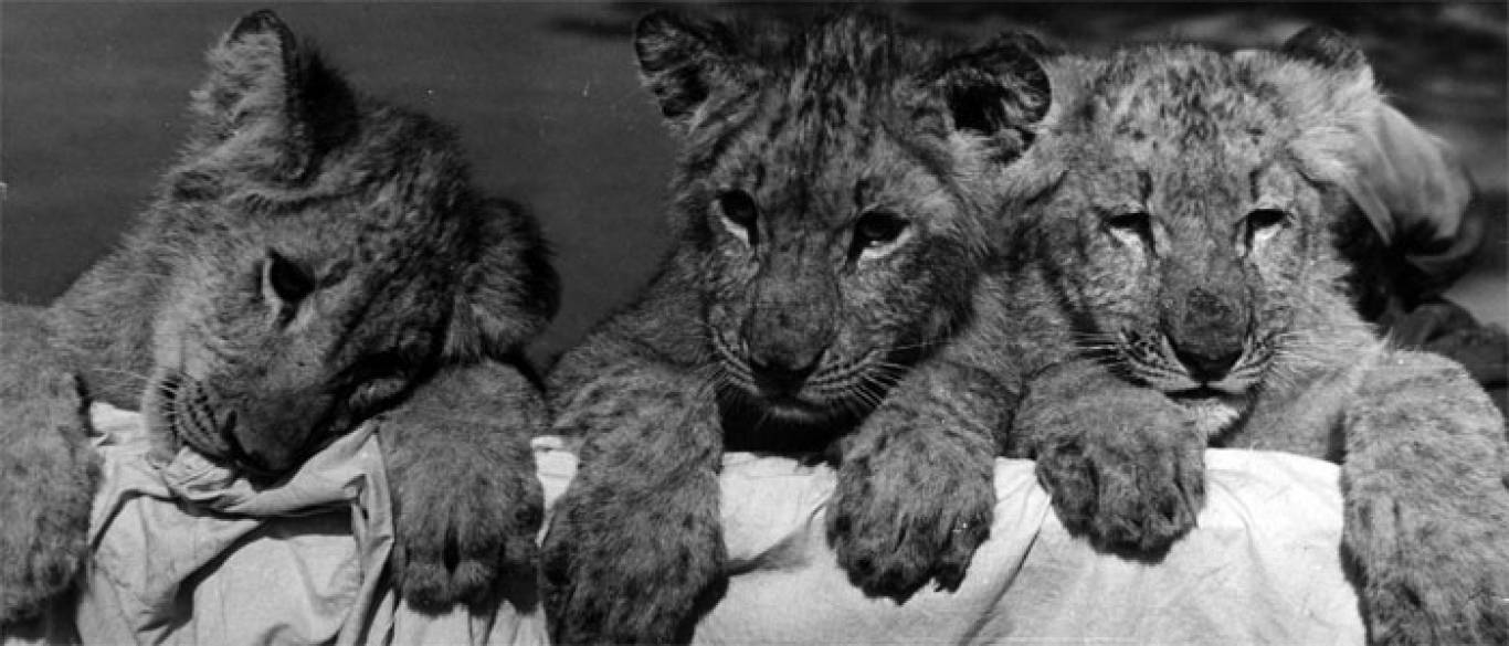 Одеський Зоопарк