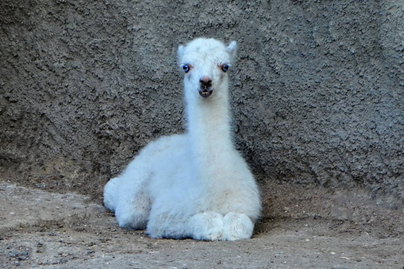 Одеський Зоопарк