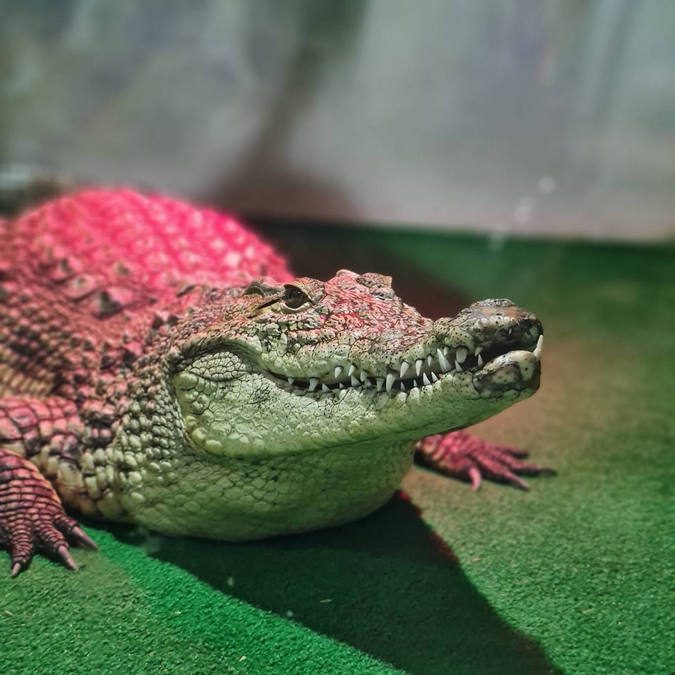 Крокодилова ферма