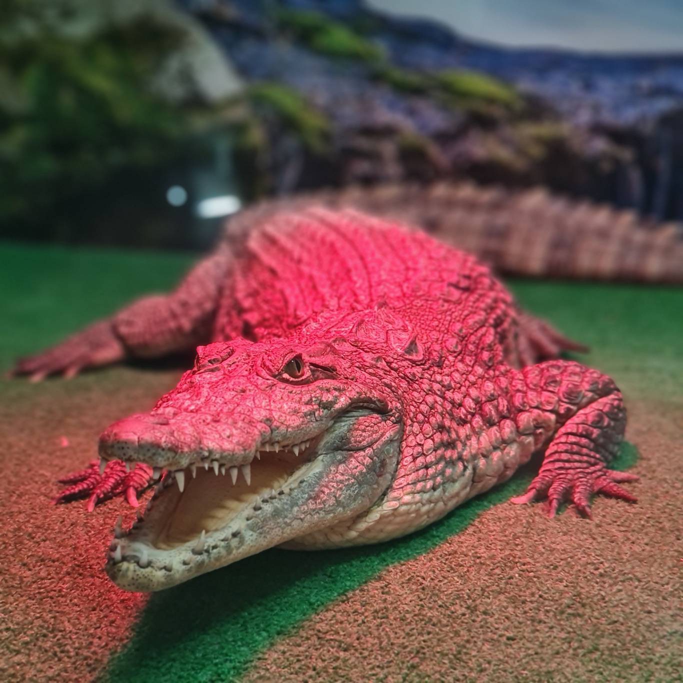 Крокодилова ферма та виставка "Рослини-хижаки та мешканці джунглів"