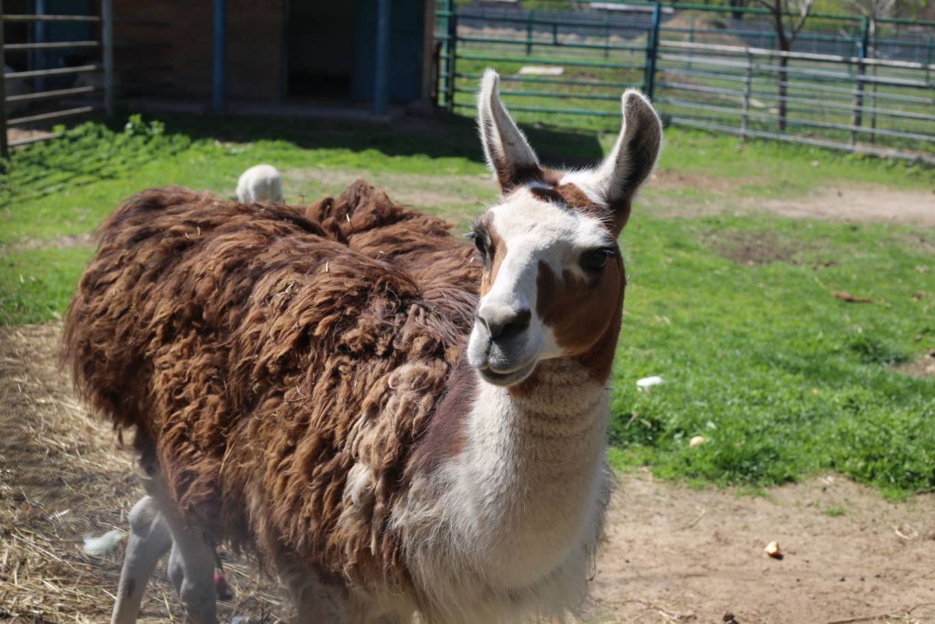 Цікаве дозвілля у Подільському зоопарку