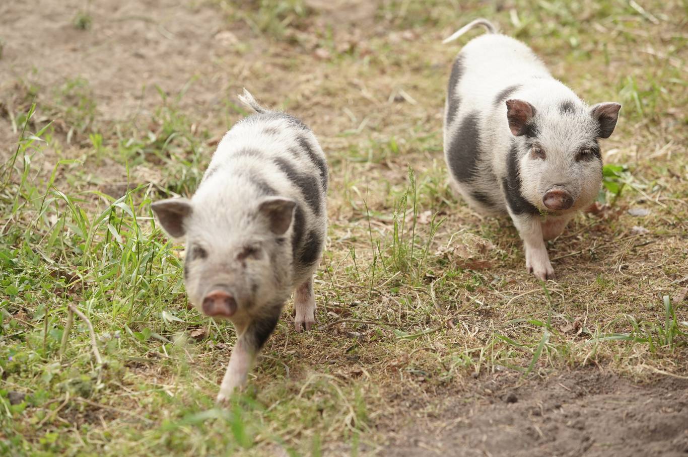 Цікаве дозвілля у Подільському зоопарку